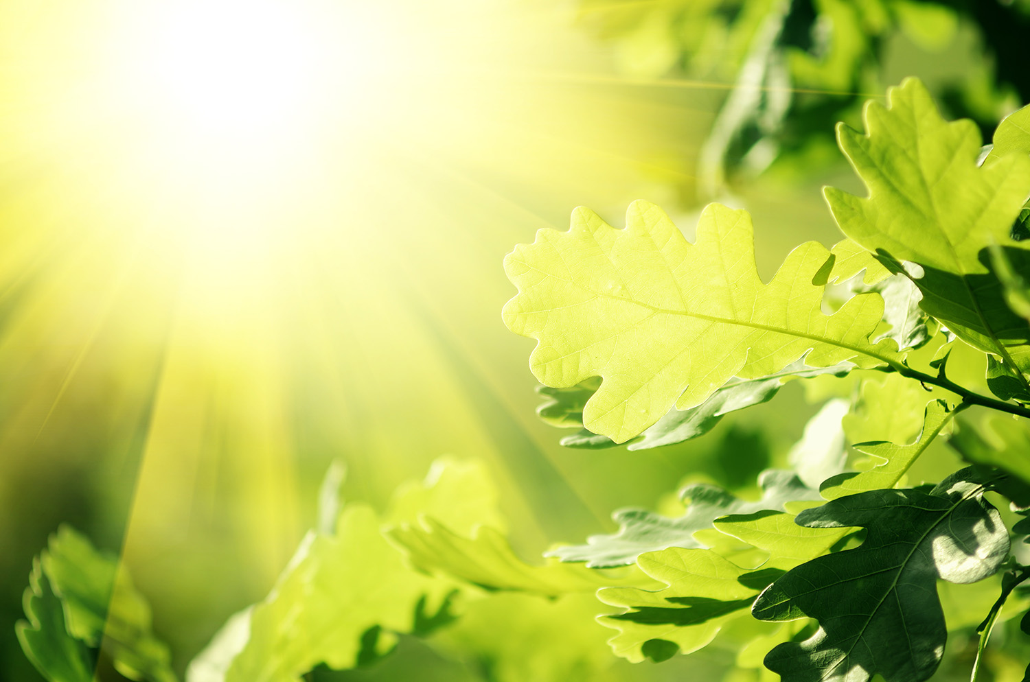 oak leaves by Oleksandr Kotenko 