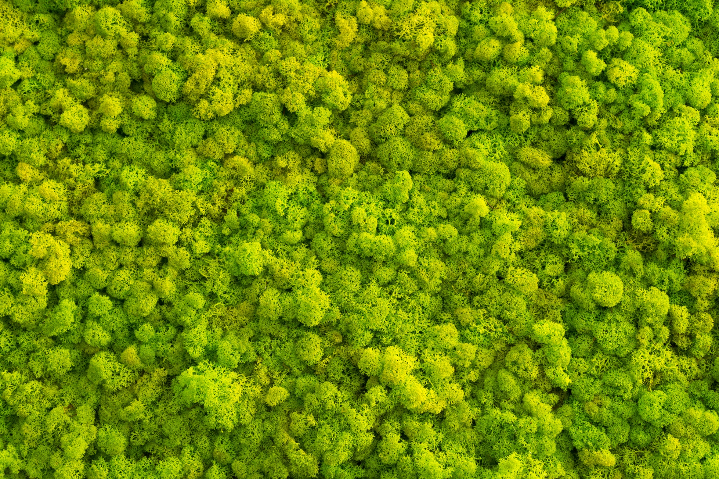 Lichen
