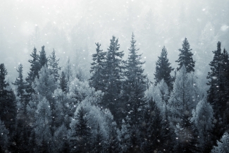 winter landscape snow trees