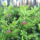 blueberry 