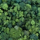 Forest and tree landscape texture abstract background