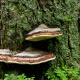 Fungi on tree